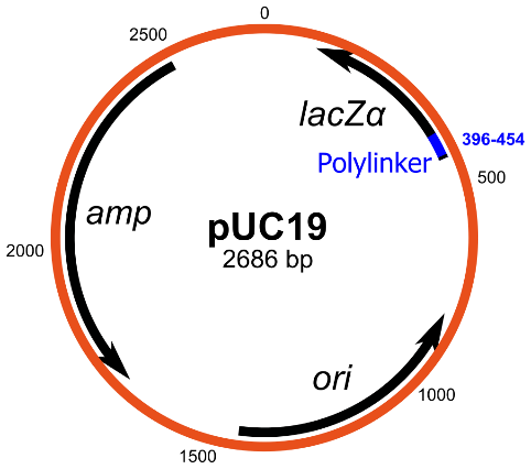 2500
lacza
396-454
Polylinker
500
аmp
PUC19
2686 bp
2000
ori
1000
1500
