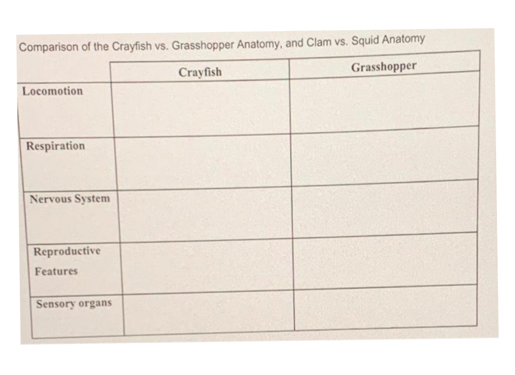 Comparison of the Crayfish vs. Grasshopper Anatomy, and Clam vs. Squid Anatomy
Crayfish
Grasshopper
Locomotion
Respiration
Nervous System
Reproductive
Features
Sensory organs
