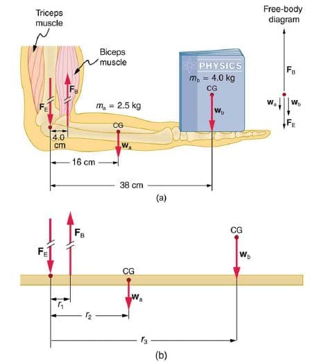 Triceps
muscle
Free-body
diagram
Biceps
muscle
PHYSICS
FB
m, = 4.0 kg
CG
W.
m, = 2.5 kg
CG
4.0
cm
Wa
16 cm
38 cm
(a)
CG
FB
W.
CG
Wa
(b)
