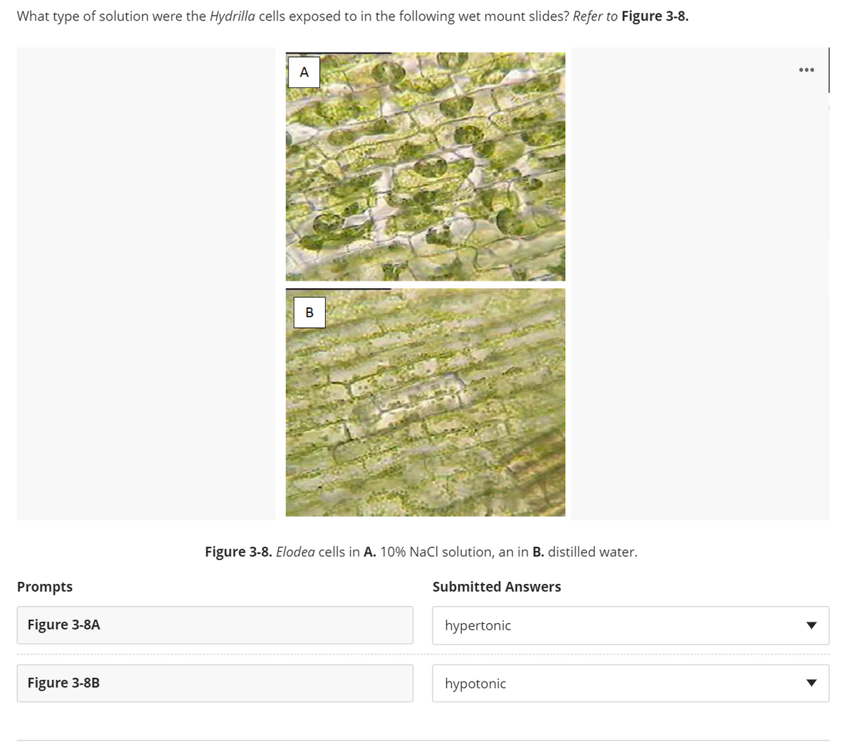 What type of solution were the Hydrilla cells exposed to in the following wet mount slides? Refer to Figure 3-8.
A
...
В
Figure 3-8. Elodea cells in A. 10% NaCl solution, an in B. distilled water.
Prompts
Submitted Answers
Figure 3-8A
hypertonic
Figure 3-8B
hypotonic
