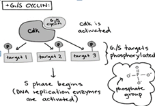 G.IS CYCLINI
CAk is
Cak
actwated
G.IS targets
phosphorylated
targat I
target 2
target 3
S phase begins
(ONA ieplication eneymes
ave activated)
phosphate
gromp
