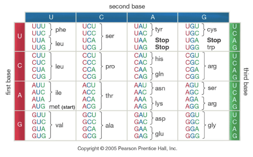 second base
U
C
A
G
UUU
UUC
UUA
UCU
UCC
UCA
UCG
UGU
UGC
UGA Stop
UGG trp
UAU
UAC
phe
tyr
cys
ser
UAA Stop
UAG Stop
leu
UUG
CUU
CCU
ССС
ССА
CAU
CGU
CGC
CUC
C
CỦA
CAC his
CAA
gln
leu
pro
arg
CGA
CGG
CUG
CCG
CAG
AUU
AUC
AUA
ACU
ACC
АСА
AAU
ААС
AAA
AAG
}ast
AGC }
AGA arg
AGU 1
ser
asn
ile
A
thr
AUG met (start) ACG
- lys
AGG
GUU
GUC
GCU
GAU
GAC
GAA
GGU
GCC
asp
GGC
G
val
ala
gly
GUA
GCA
GCG
GGA
GUG
GAG glu
GGG
Copyright © 2005 Pearson Prentice Hall, Inc.
third base
DCAGH UAGU 0AGUC AG
first base
