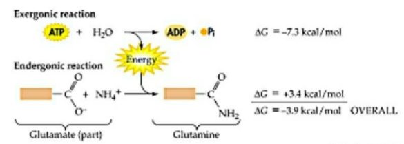 Exergonic reaction
ATP + H;0
ADP + P
AG =-73 kcal/mol
Energy
Endergonic reaction
+ NH,+
AG = 134 kcal/mol
AG =-3,9 kcal/mol OVERALL
NH2
Glutamate (part)
Glutamine
