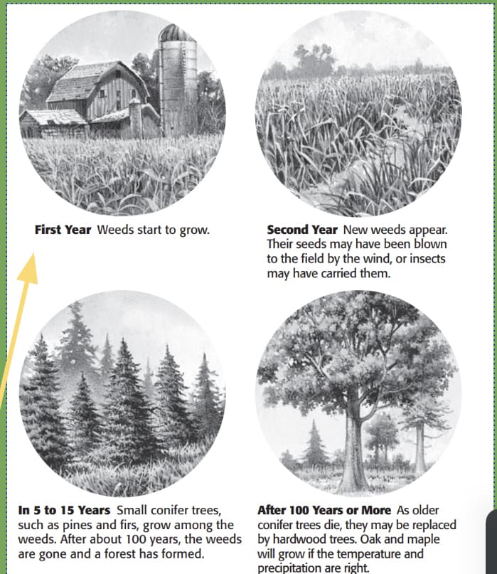 First Year Weeds start to grow.
Second Year New weeds appear.
Their seeds may have been blown
to the field by the wind, or insects
may have carried them.
In 5 to 15 Years Small conifer trees,
such as pines and firs, grow among the
weeds. Áfter about 100 years, the weeds
are gone and a forest has formed.
After 100 Years or More As older
conifer trees die, they may be replaced
by hardwood trees. Oak and maple
will grow if the temperature and
precipitation are right.
