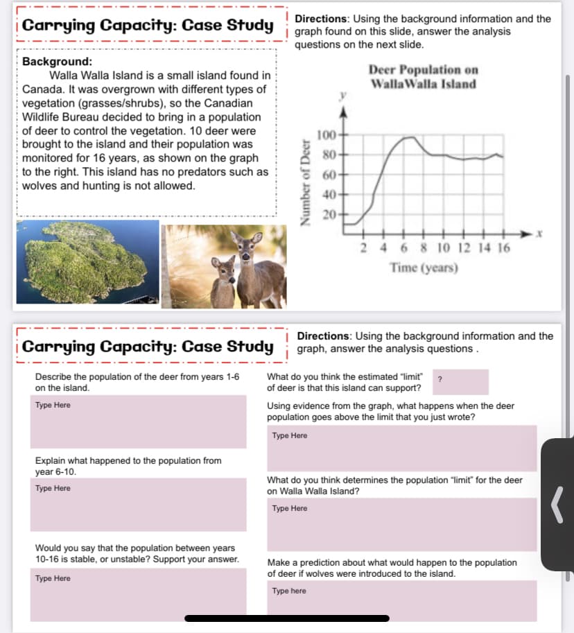 Directions: Using the background information and the
¡Carrying Capacity: Case Study i graph found on this slide, answer the analysis
questions on the next slide.
Background:
Walla Walla Island is a small island found in
Canada. It was overgrown with different types of
vegetation (grasses/shrubs), so the Canadian
Wildlife Bureau decided to bring in a population
of deer to control the vegetation. 10 deer were
brought to the island and their population was
monitored for 16 years, as shown on the graph
to the right. This island has no predators such as
wolves and hunting is not allowed.
Deer Population on
WallaWalla Island
100-
80-
60-
40
20-
2 4 6 8 10 12 14 16
Time (years)
| Carrying Capacity: Case Study
| Directions: Using the background information and the
graph, answer the analysis questions.
Describe the population of the deer from years 1-6
on the island.
What do you think the estimated "limit" 2
of deer is that this island can support?
Туре Here
Using evidence from the graph, what happens when the deer
population goes above the limit that you just wrote?
Туре Нere
Explain what happened to the population from
year 6-10.
What do you think determines the population "limit" for the deer
on Walla Walla Island?
Туре Here
Туре Нere
Would you say that the population between years
10-16 is stable, or unstable? Support your answer.
Make a prediction about what would happen to the population
of deer if wolves were introduced to the island.
Туре Here
Турe here
Number of Deer
