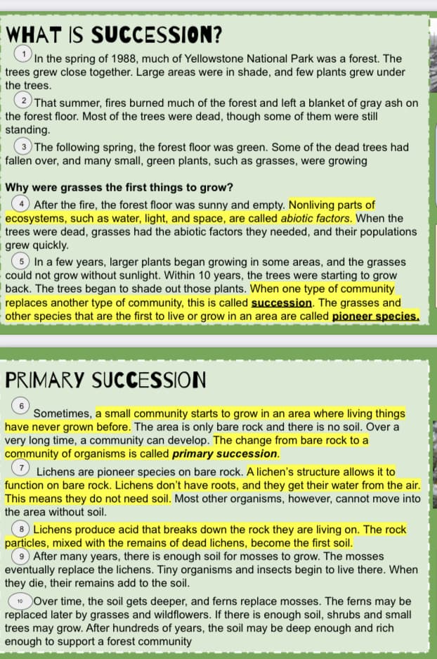 WHAT IS SUCCESSION?
In the spring of 1988, much of Yellowstone National Park was a forest. The
trees grew close together. Large areas were in shade, and few plants grew under
the trees.
2 That summer, fires burned much of the forest and left a blanket of gray ash on
the forest floor. Most of the trees were dead, though some of them were still
standing.
3 The following spring, the forest floor was green. Some of the dead trees had
fallen over, and many small, green plants, such as grasses, were growing
Why were grasses the first things to grow?
After the fire, the forest floor was sunny and empty. Nonliving parts of
ecosystems, such as water, light, and space, are called abiotic factors. When the
trees were dead, grasses had the abiotic factors they needed, and their populations
grew quickly.
5 In a few years, larger plants began growing in some areas, and the grasses
could not grow without sunlight. Within 10 years, the trees were starting to grow
back. The trees began to shade out those plants. When one type of community
replaces another type of community, this is called succession. The grasses and
other species that are the first to live or grow in an area are called pioneer species.
PRIMARY SUCCESSION
Sometimes, a small community starts to grow in an area where living things
have never grown before. The area is only bare rock and there is no soil. Over a
very long time, a community can develop. The change from bare rock to a
community of organisms is called primary succession.
Lichens are pioneer species on bare rock. A lichen's structure allows it to
function on bare rock. Lichens don't have roots, and they get their water from the air.
This means they do not need soil. Most other organisms, however, cannot move into
the area without soil.
8Lichens produce acid that breaks down the rock they are living on. The rock
particles, mixed with the remains of dead lichens, become the first soil.
9 After many years, there is enough soil for mosses to grow. The mosses
eventually replace the lichens. Tiny organisms and insects begin to live there. When
they die, their remains add to the soil.
10Over time, the soil gets deeper, and ferns replace mosses. The ferns may be
replaced later by grasses and wildflowers. If there is enough soil, shrubs and small
trees may grow. After hundreds of years, the soil may be deep enough and rich
enough to support a forest community
