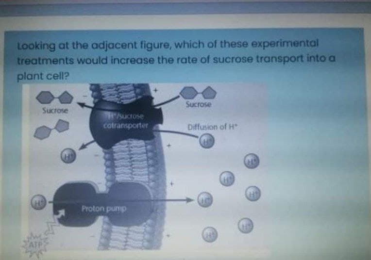 Looking at the adjacent figure, which of these experimental
treatments would increase the rate of sucrose transport into a
plant cell?
Sucrose
Sucrose
sucrose
cotransporter
Diffusion of H
Proton pump
he
ATPS
