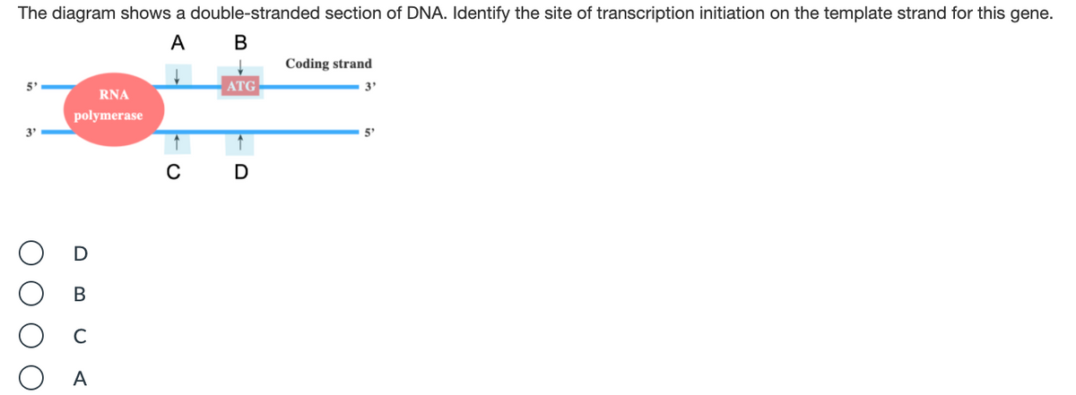 The diagram shows a double-stranded section of DNA. Identify the site of transcription initiation on the template strand for this gene.
A B
Coding strand
5'
ATG
3'
RNA
polymerase
3'
5'
D
C
A
