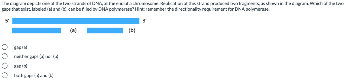 The diagram depicts one of the two strands of DNA, at the end of a chromosome. Replication of this strand produced two fragments, as shown in the diagram. Which of the two
gaps that exist, labeled (a) and (b), can be filled by DNA polymerase? Hint: remember the directionality requirement for DNA polymerase.
5'
3'
(а)
(b)
gap (a)
neither gaps (a) nor (b)
gap (b)
both
gaps
(a) and (b)
