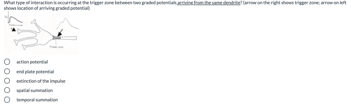 What type of interaction is occurring at the trigger zone between two graded potentials arriving from the same dendrite? (arrow on the right shows trigger zone; arrow on left
shows location of arriving graded potential)
Triar ne
action potential
end plate potential
extinction of the impulse
spatial summation
temporal summation

