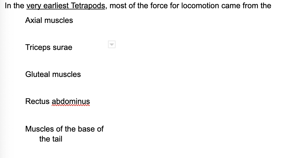 In the very earliest Tetrapods, most of the force for locomotion came from the
Axial muscles
Triceps surae
Gluteal muscles
Rectus abdominus
Muscles of the base of
the tail
