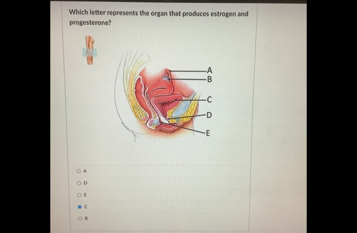 Which letter represents the organ that produces estrogen and
progesterone?
A
B
D
-E
O A
O D
O E
O B
