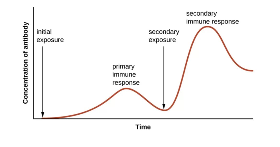 Concentration of antibody
initial
exposure
primary
immune
response
Time
secondary
exposure
secondary
immune response