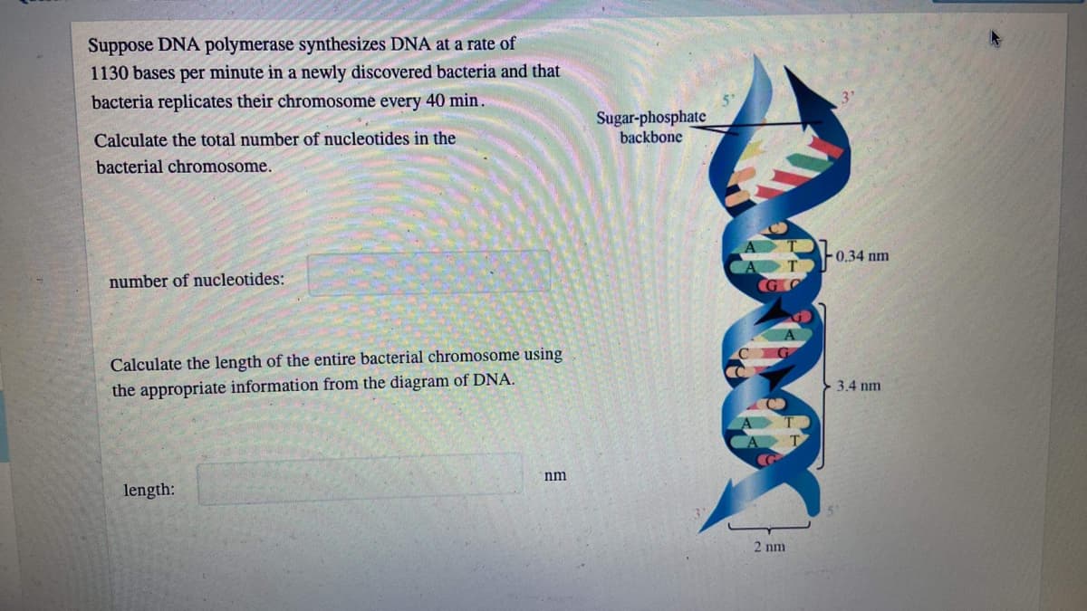 Suppose DNA polymerase synthesizes DNA at a rate of
1130 bases per minute in a newly discovered bacteria and that
bacteria replicates their chromosome every 40 min.
Sugar-phosphate
backbone
Calculate the total number of nucleotides in the
bacterial chromosome.
-0.34 nm
number of nucleotides:
Calculate the length of the entire bacterial chromosome using
the appropriate information from the diagram of DNA.
-3.4 nm
nm
length:
2 nm
