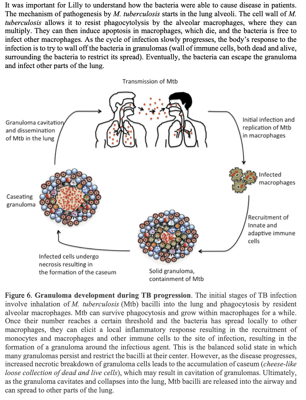 It was important for Lilly to understand how the bacteria were able to cause disease in patients.
The mechanism of pathogenesis by M. tuberculosis starts in the lung alveoli. The cell wall of M.
tuberculosis allows it to resist phagocytolysis by the alveolar macrophages, where they can
multiply. They can then induce apoptosis in macrophages, which die, and the bacteria is free to
infect other macrophages. As the cycle of infection slowly progresses, the body's response to the
infection is to try to wall off the bacteria in granulomas (wall of immune cells, both dead and alive,
surrounding the bacteria to restrict its spread). Eventually, the bacteria can escape the granuloma
and infect other parts of the lung.
Transmission of Mtb
Initial infection and
Granuloma cavitationy
replication of Mtb
in macrophages
and dissemination
of Mtb in the lung
Infected
macrophages
Caseating
granuloma
Recruitment of
Innate and
adaptive immune
cells
Infected cells undergo
necrosis resulting in
the formation of the caseum
Solid granuloma,
containment of Mtb
Figure 6. Granuloma development during TB progression. The initial stages of TB infection
involve inhalation of M. tuberculosis (Mtb) bacilli into the lung and phagocytosis by resident
alveolar macrophages. Mtb can survive phagocytosis and grow within macrophages for a while.
Once their number reaches a certain threshold and the bacteria has spread locally to other
macrophages, they can elicit a local inflammatory response resulting in the recruitment of
monocytes and macrophages and other immune cells to the site of infection, resulting in the
formation of a granuloma around the infectious agent. This is the balanced solid state in which
many granulomas persist and restrict the bacilli at their center. However, as the disease progresses,
increased necrotic breakdown of granuloma cells leads to the accumulation of caseum (cheese-like
loose collection of dead and live cells), which may result in cavitation of granulomas. Ultimately,
as the granuloma cavitates and collapses into the lung, Mtb bacilli are released into the airway and
can spread to other parts of the lung.
