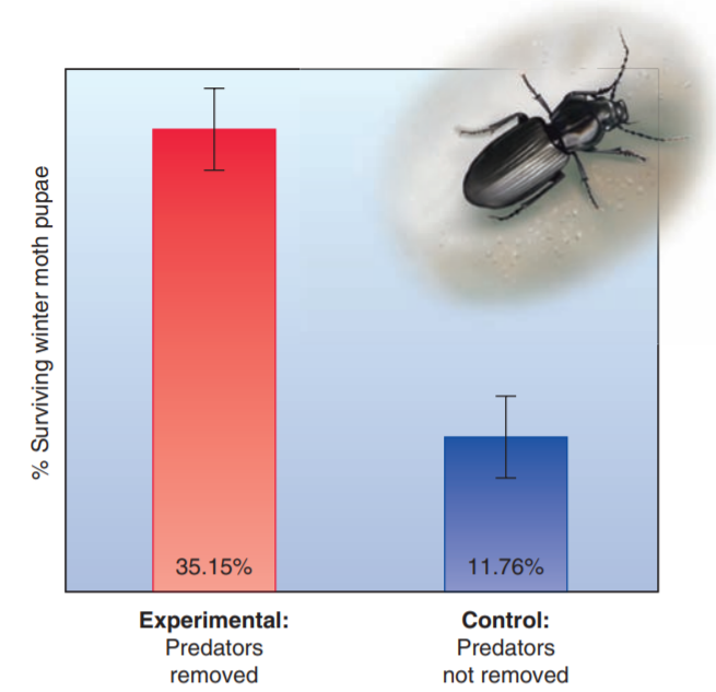 35.15%
11.76%
Experimental:
Predators
Control:
Predators
removed
not removed
% Surviving winter moth pupae
