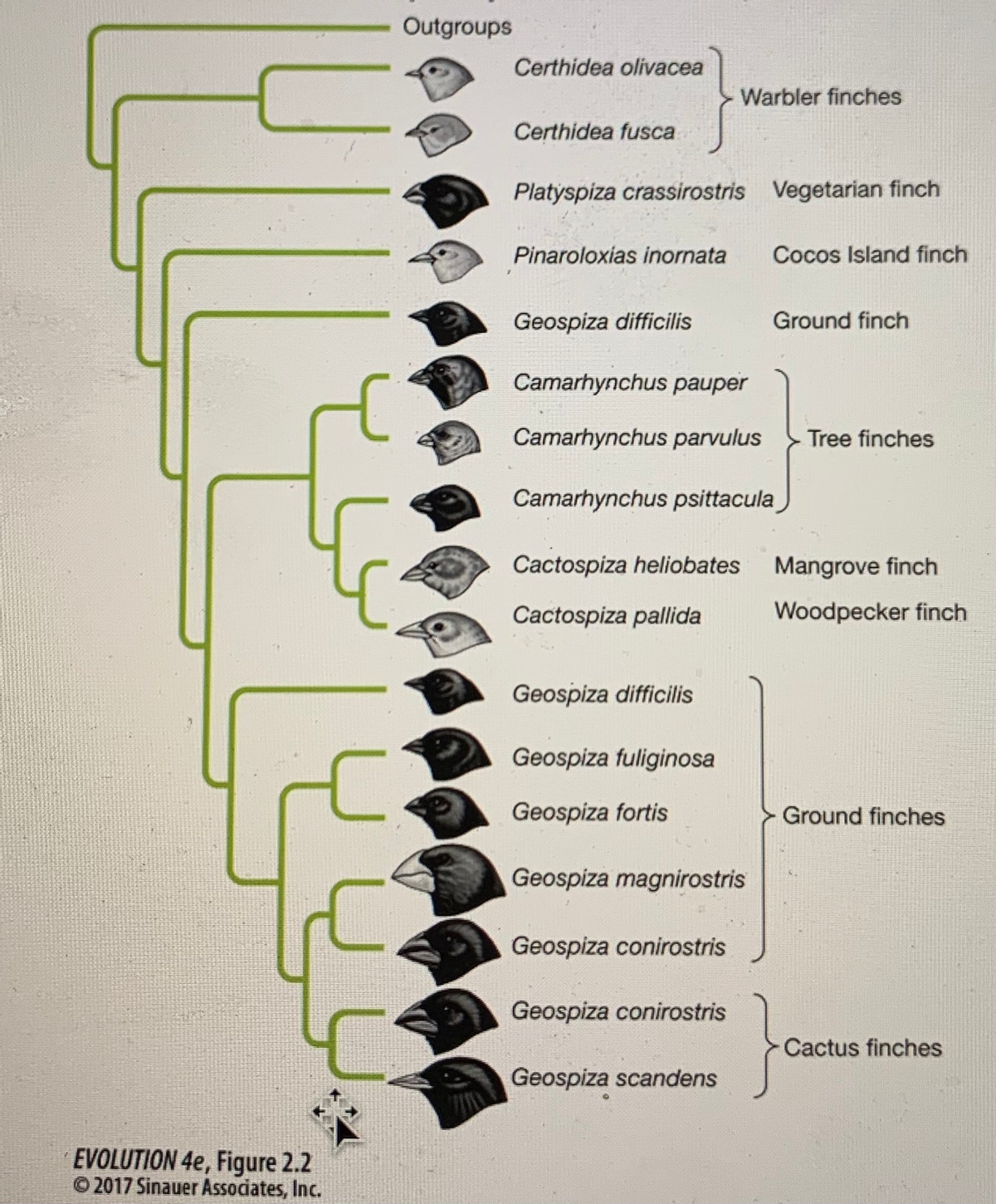 Outgroups
Certhidea olivacea
Warbler finches
Certhidea fusca
Platyspiza crassirostris Vegetarian finch
Pinaroloxias inornata
Cocos Island finch
Geospiza difficilis
Ground finch
Camarhynchus pauper
Camarhynchus parvulus
Tree finches
Camarhynchus psittacula
Cactospiza heliobates Mangrove finch
Cactospiza pallida
Woodpecker finch
Geospiza difficilis
Geospiza fuliginosa
Geospiza fortis
Ground finches
Geospiza magnirostris
Geospiza conirostris
Geospiza conirostris
Cactus finches
Geospiza scandens
EVOLUTION 4e, Figure 2.2
© 2017 Sinauer Associates, Inc.
