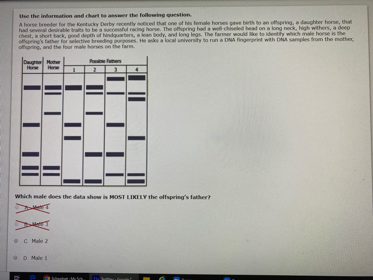Use the information and chart to answer the following question.
A horse breeder for the Kentucky Derby recently noticed that one of his female horses gave birth to an offspring, a daughter horse, that
had several desirable traits to be a successful racing horse. The offspring had a well-chiseled head on a long neck, high withers, a deep
chest, a short back, good depth of hindquarters, a lean body, and long legs. The farmer would like to identify which male horse is the
offspring's father for selective breeding purposes. He asks a local university to run a DNA fingerprint with DNA samples from the mother,
offspring, and the four male horses on the farm.
Daughter Mother
Possible Fathers
Horse
Horse
2
4
Which male does the data show is MOST LIKELY the offspring's father?
A Mate 4
BMate
C. Male 2
D. Male 1
O Schoolnet : My Sch...
TN TestNav - Google C
