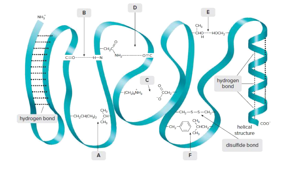 D
B
NH,
CH,
—сно---носн,-
-CH,C
NH,
O=C
c=0----
hydrogen
bond
-(CH,),NH,
CCH2
-CH,-S-S-CH,-
hydrogen bond
-CH,CH(CH,), CH
CH3
> CHCH,7
CH2
CoO
-CH2
helical
structure
disulfide bond
A
F
