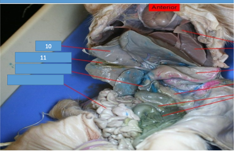 Anterior
10
11
