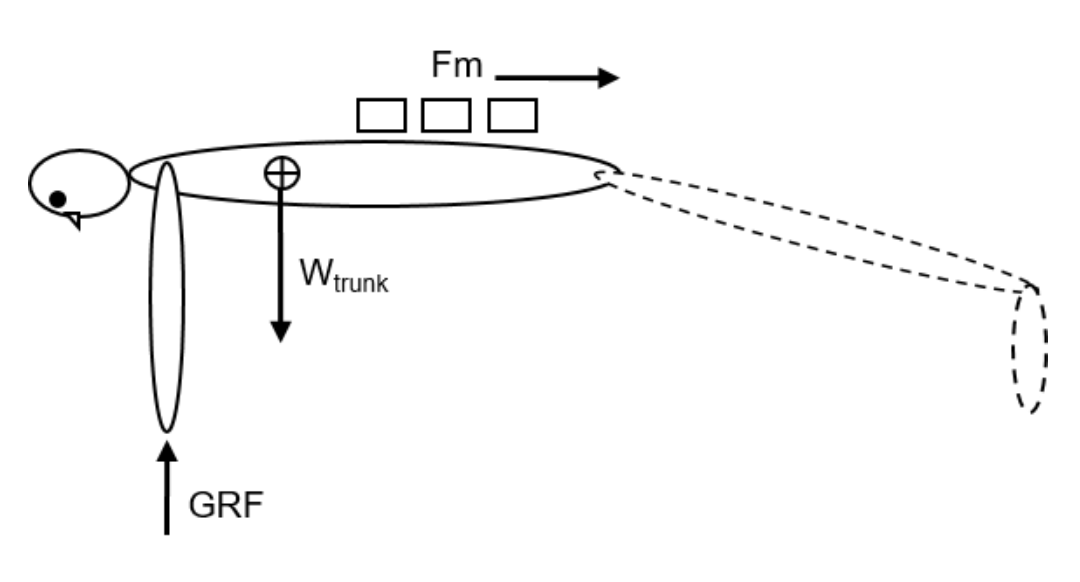 GRF
W trunk
Fm