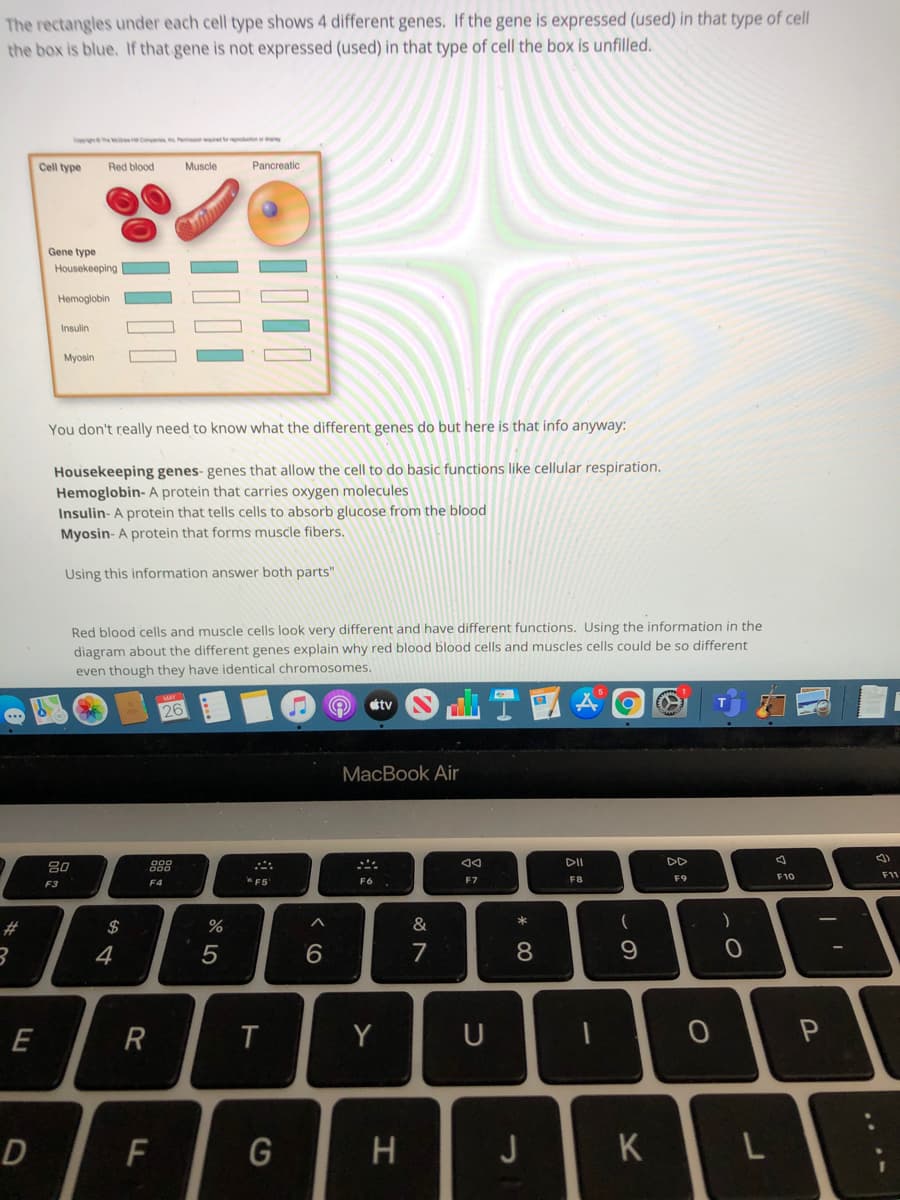 The rectangles under each cell type shows 4 different genes. If the gene is expressed (used) in that type of cell
the box is blue. If that gene is not expressed (used) in that type of cell the box is unfilled.
Cogethe M o e ware ducton or y
Cell type
Red blood
Muscle
Pancreatic
Gene type
Housekeeping
Hemoglobin.
Insulin
Myosin
You don't really need to know what the different genes do but here is that info anyway:
Housekeeping genes- genes that allow the cell to do basic functions like cellular respiration.
Hemoglobin- A protein that carries oxygen molecules
Insulin- A protein that tells cells to absorb glucose from the blood
Myosin- A protein that forms muscle fibers.
Using this information answer both parts"
Red blood cells and muscle cells look very different and have different functions, Using the information in the
diagram about the different genes explain why red blood blood cells and muscles cells could be so different
even though they have identical chromosomes.
tv
MacBook Air
DII
DD
80
F10
F11
*F5
F6
F7
F8
F9
F3
F4
2#
$
&
*
)
4
6.
7
8
E
R
Y
D
F
G
J
K
