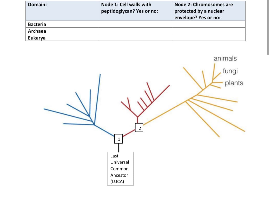 Domain:
Node 1: Cell walls with
Node 2: Chromosomes are
protected by a nuclear
envelope? Yes or no:
peptidoglycan? Yes or no:
Bacteria
Archaea
Eukarya
animals
fungi
plants
2
1
Last
Universal
Common
Ancestor
(LUCA)
