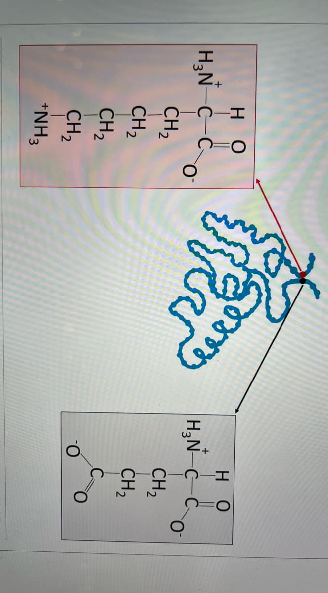 но
но
H,N-c C
ČH2
CH2
CH2
CH2
H,N C-C
+
CH,
CH2
*NH3
