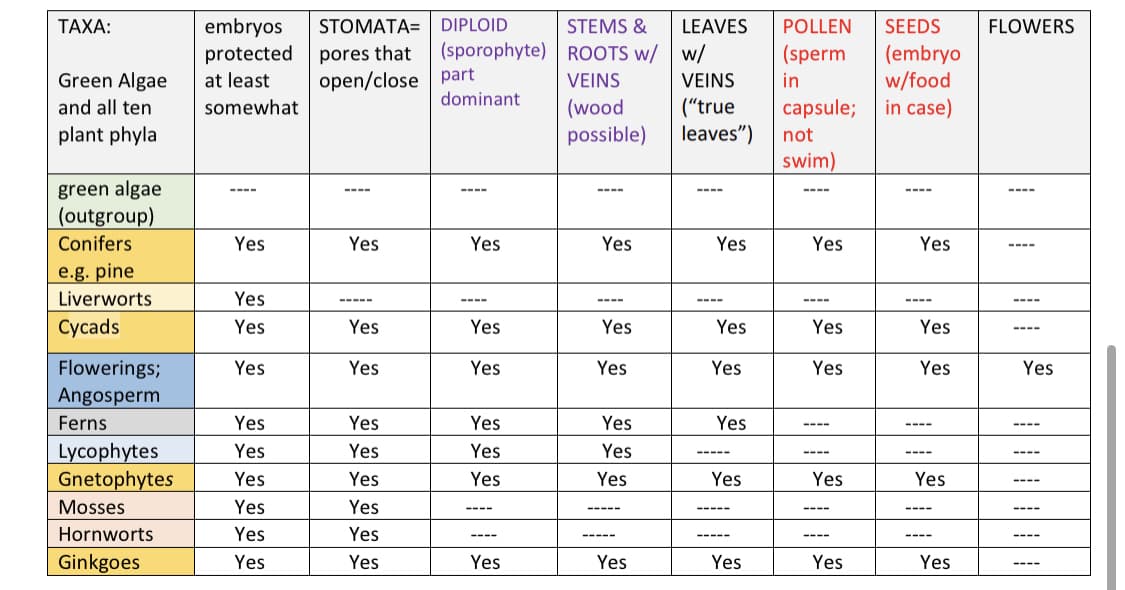 STEMS &
embryos
protected
ΤΑΧΑ:
STOMATA= DIPLOID
LEAVES
POLLEN
SEEDS
FLOWERS
(sporophyte) ROOTS w/ w/
(sperm
(embryo
w/food
in case)
pores that
Green Algae
and all ten
open/close part
dominant
at least
VEINS
VEINS
in
(wood
possible)
("true
leaves")
somewhat
capsule;
plant phyla
not
swim)
green algae
(outgroup)
----
----
----
----
----
----
----
----
Conifers
Yes
Yes
Yes
Yes
Yes
Yes
Yes
----
e.g. pine
Liverworts
Yes
-----
----
----
----
----
----
----
Cycads
Yes
Yes
Yes
Yes
Yes
Yes
Yes
----
Flowerings;
Angosperm
Yes
Yes
Yes
Yes
Yes
Yes
Yes
Yes
Ferns
Yes
Yes
Yes
Yes
Yes
----
----
Lycophytes
Gnetophytes
Yes
Yes
Yes
Yes
-----
----
----
----
Yes
Yes
Yes
Yes
Yes
Yes
Yes
----
Mosses
Yes
Yes
----
----
-----
-----
----
----
Hornworts
Yes
Yes
----
-----
-----
----
----
----
Ginkgoes
Yes
Yes
Yes
Yes
Yes
Yes
Yes
----
