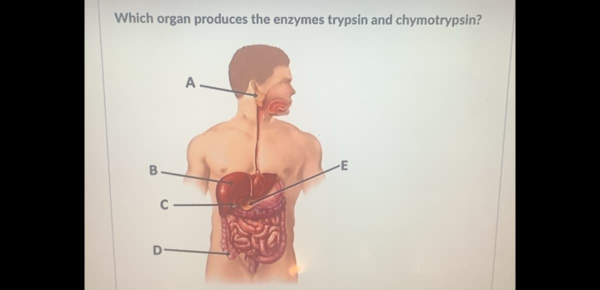 Which organ produces the enzymes trypsin and chymotrypsin?
A
