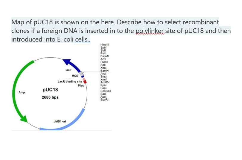 Map of pUC18 is shown on the here. Describe how to select recombinant
clones if a foreign DNA is inserted in to the polylinker site of pUC18 and then
introduced into E. coli cells..
Hindll
Sphl
Sbfl
Pstl
BspMI
Acci
Hincli
Sall
Xbal
BamHI
Aval
Smal
Xmal
Acc651
Kpnl
Banll
Eco53kl
Sacl
Apol
ECORI
lacz
MCS
LacR binding site
Plac
PUC18
Amp
2686 bps
PMB1 ori
