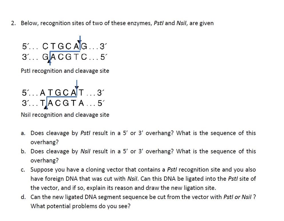 2. Below, recognition sites of two of these enzymes, Pstl and Nsil, are given
5'... CTGC AG.
3... GACGTC...5
3
Pstl recognition and cleavage site
5... ATGCAT
3'... TACGTA ... 5'
3'
...
Nsil recognition and cleavage site
a. Does cleavage by Pstl result in a 5' or 3' overhang? What is the sequence of this
overhang?
b. Does cleavage by Nsil result in a 5' or 3' overhang? What is the sequence of this
overhang?
c. Suppose you have a cloning vector that contains a Pstl recognition site and you also
have foreign DNA that was cut with Nsil. Can this DNA be ligated into the Pstl site of
the vector, and if so, explain its reason and draw the new ligation site.
d. Can the new ligated DNA segment sequence be cut from the vector with Pstl or Nsil ?
What potential problems do you see?
