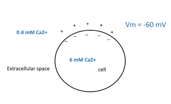 0.4 mM Ca2+
Extracellular space
6 mM Ca2+
cell
Vm= -60 mV