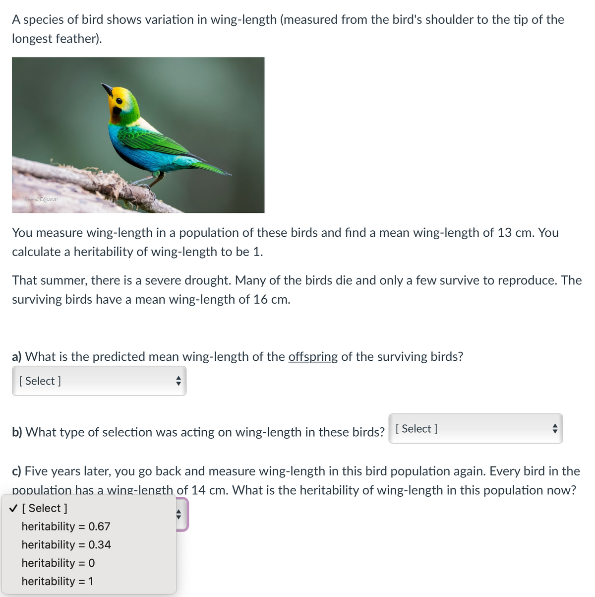 A species of bird shows variation in wing-length (measured from the bird's shoulder to the tip of the
longest feather).
You measure wing-length in a population of these birds and find a mean wing-length of 13 cm. You
calculate a heritability of wing-length to be 1.
That summer, there is a severe drought. Many of the birds die and only a few survive to reproduce. The
surviving birds have a mean wing-length of 16 cm.
a) What is the predicted mean wing-length of the offspring of the surviving birds?
[
[ Select ]
b) What type of selection was acting on wing-length in these birds? I Select ]
c) Five years later, you go back and measure wing-length in this bird population again. Every bird in the
population has a wing-length of 14 cm. What is the heritability of wing-length in this population now?
V [ Select ]
heritability
= 0.67
heritability = 0.34
%3D
heritability = 0
heritability
= 1
