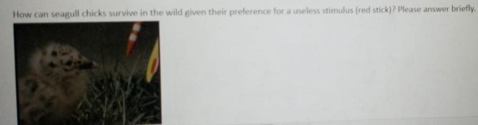 How can seagull chicks survive in the wild given their preference for a useless stimulus (red stick)? Please answer briefly.
