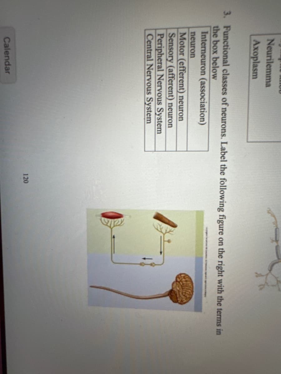 Neurilemma
Axoplasm
3. Functional classes of neurons. Label the following figure on the right with the terms in
the box below
Interneuron (association)
neuron
Motor (efferent) neuron
Sensory (afferent) neuron
Peripheral Nervous System
Central Nervous System
Calendar
120