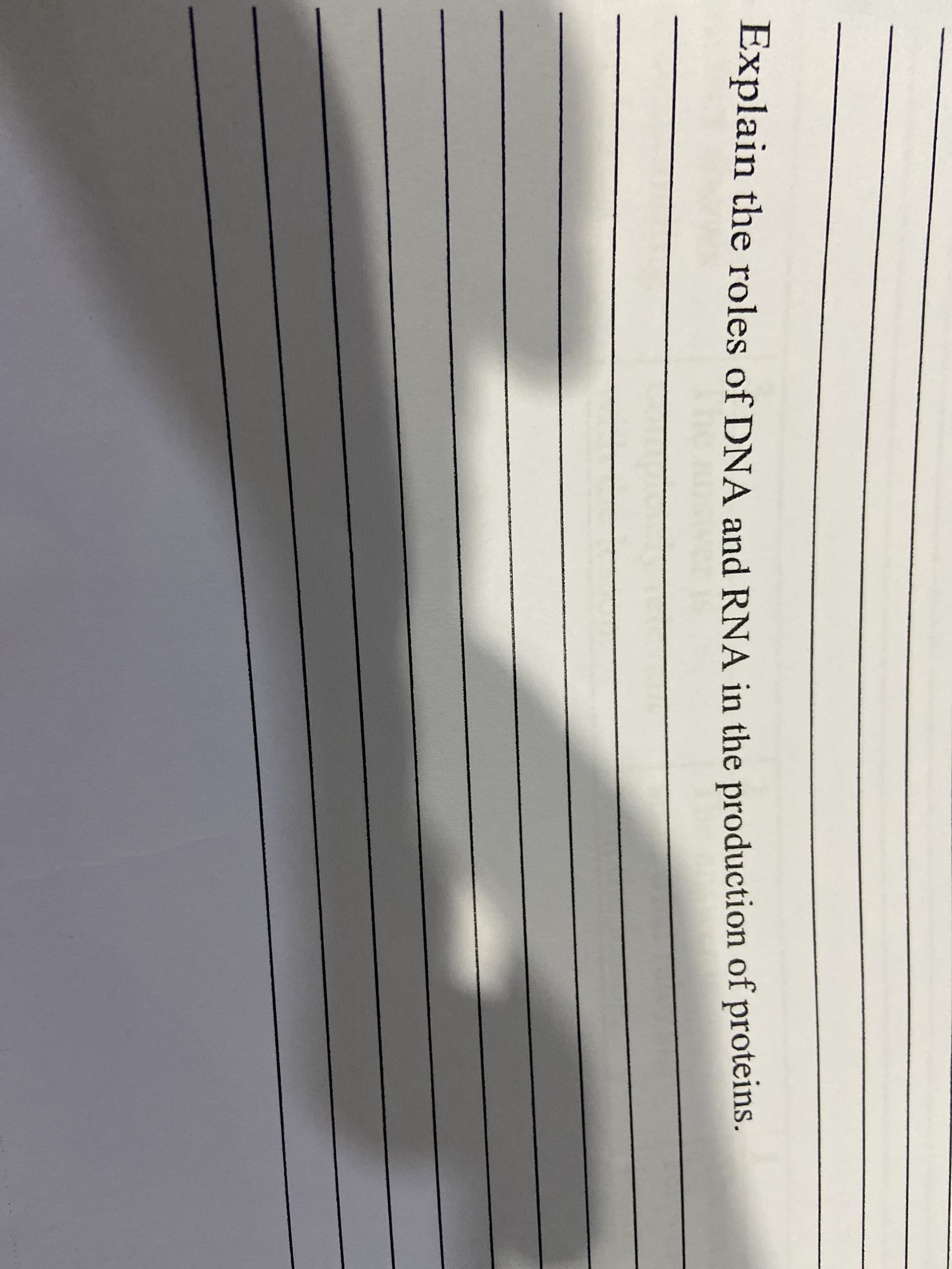 Explain the roles of DNA and RNA in the production of proteins.
