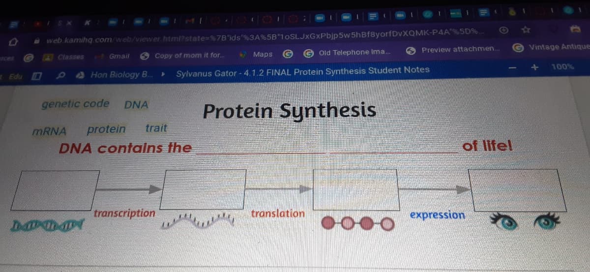 Aweb kamihg .com/web/viewer.html?state=%7B"ids"%3A%5B"1oSLJxGxPbjp5w5hBf8yorfDvXQMK-P4A"%5D%..
O Preview attachmen..
G Vintage Antique
Maps
Old Telephone Ima..
AClasses
rH Gmail
S Copy of mom it for..
rces
100%
Hon Biology B..
Sylvanus Gator - 4.1.2 FINAL Protein Synthesis Student Notes
Edu
Protein Synthesis
genetic code
DNA
MRNA
protein
trait
DNA contains the
of lifel
transcription
translation
expression
