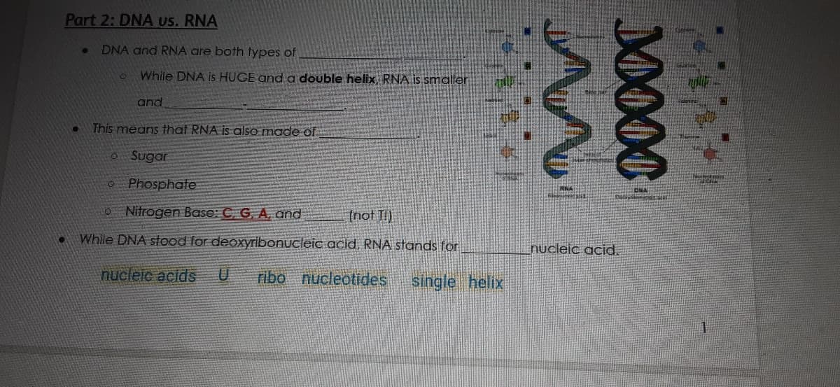 Part 2: DNA Us. RNA
DNA and RNA are both types of
While DNA is HUGE and a double helix RNA is smaller
and
This means that RNA is also made of
Sugar
o Phosphate
O Nitrogen Base: C, G, A, and
(not TI)
While DNA stood for deoxyribonucleic acid. RNA stands for
nucleic acid.
nucleic acids
ribo nucleotides
single helix
J000
