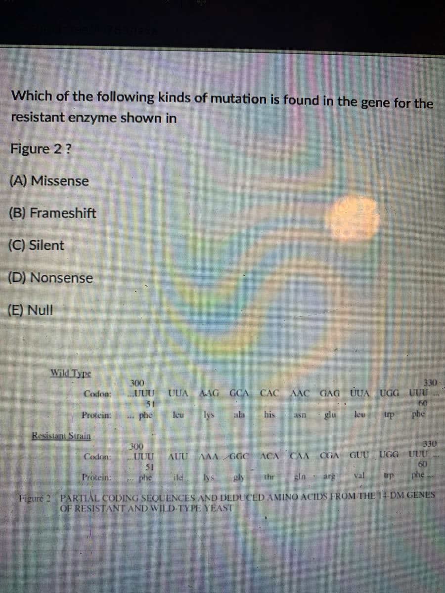 Which of the following kinds of mutation is found in the gene for the
resistant enzyme shown in
Figure 2?
(A) Missense
(B) Frameshift
(C) Silent
(D) Nonsense
(E) Null
Wild Type
330
MG GCA CAC AAC GAG UUA UGG UUU
300
Codon
ƯƯU
UUA
51
60
Protcin:
phe
ku
lys
ala
his
glu
leu
phe
Resistant Strain
300
UUU
51
- phe
330
GUU UGG UUU
60
phe
Codon:
AUU
AAA GGC
ACA CAA
CGA
Protein:
ile.
Iys
gly
thr
pin arg
val
trp
Figure 2 PARTIAL CODING SEQUENCES AND DEDUCED AMINO ACIDS FROM THE 14 DM GENES
OF RESISTANT AND WILD TYPE YEAST
