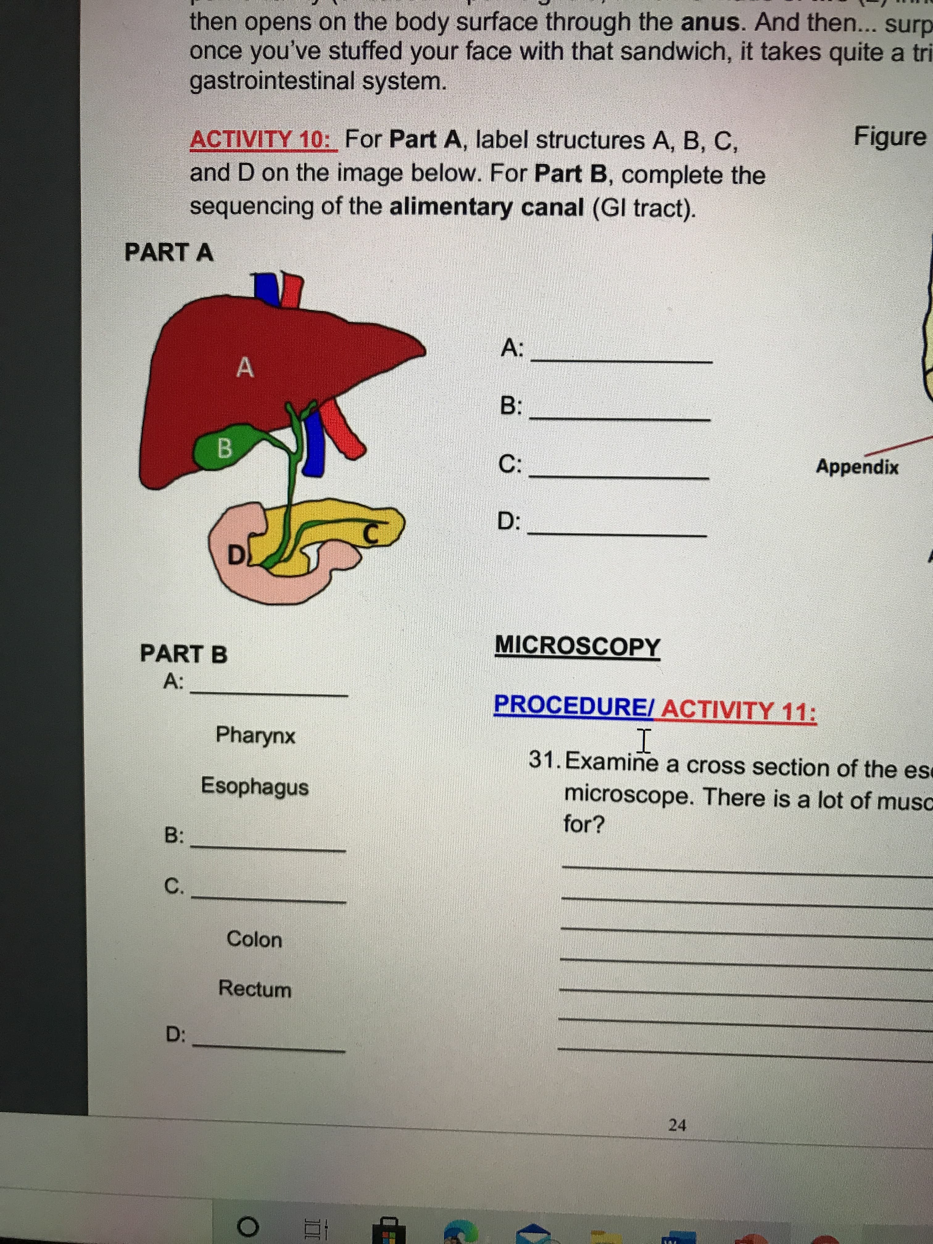 ACTIVITY 10: For Part A, label structures A, B, C,
and D on the image below. For Part B, complete the
sequencing of the alimentary canal (GI tract).
