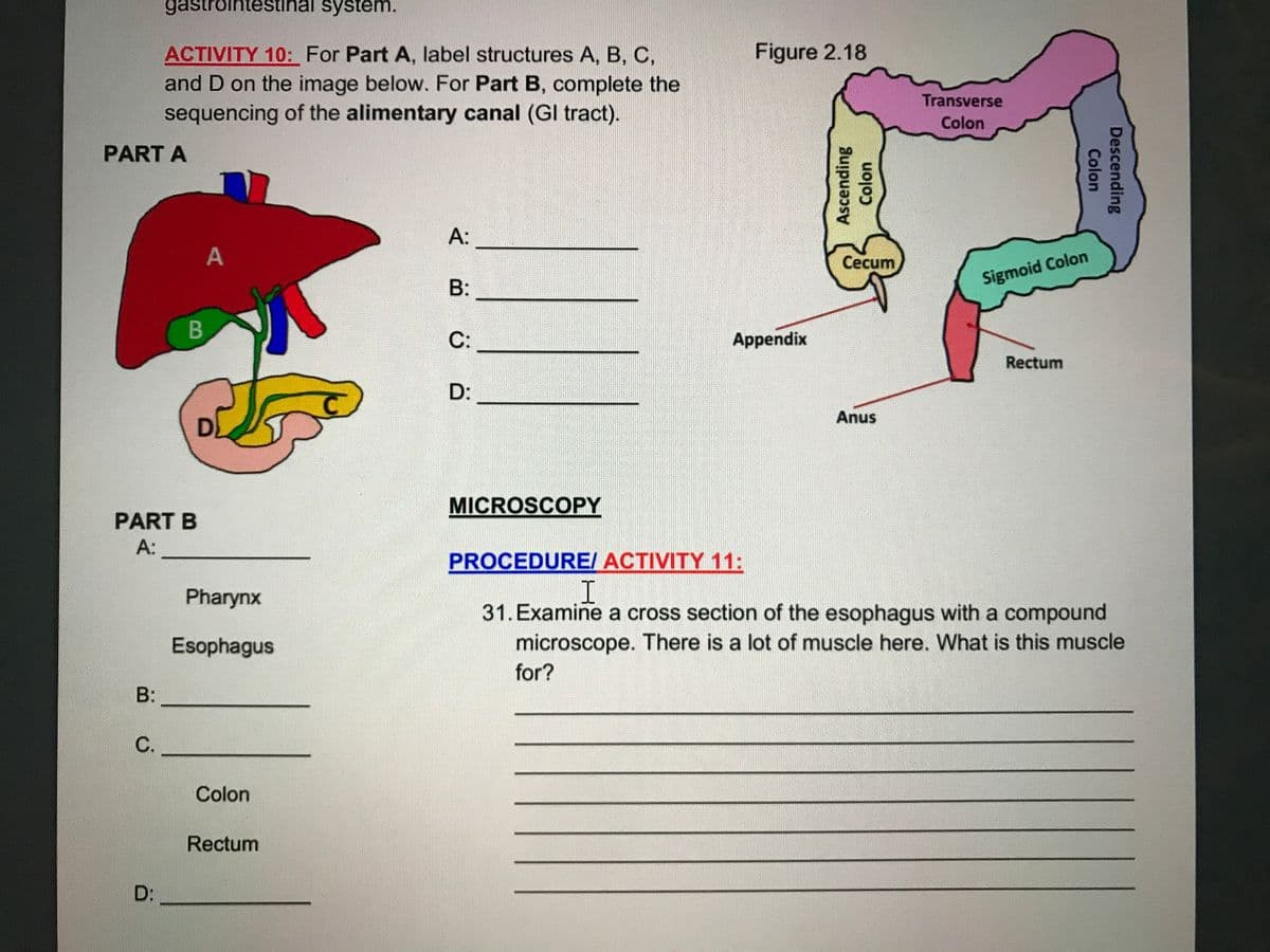 gastrointestinal system.
Figure 2.18
ACTIVITY 10: For Part A, label structures A, B, C,
and D on the image below. For Part B, complete the
sequencing of the alimentary canal (GI tract).
Transverse
Colon
PART A
А:
Cecum
Sigmoid Colon
B
C:
Appendix
Rectum
D:
Anus
MICROSCOPY
PART B
A:
PROCEDURE/ ACTIVITY 11:
I
Pharynx
31. Examine a cross section of the esophagus with a compound
microscope. There is a lot of muscle here. What is this muscle
Esophagus
for?
B:
С.
Colon
Rectum
D:
Descending
Colon
Colon
Ascending
B:
