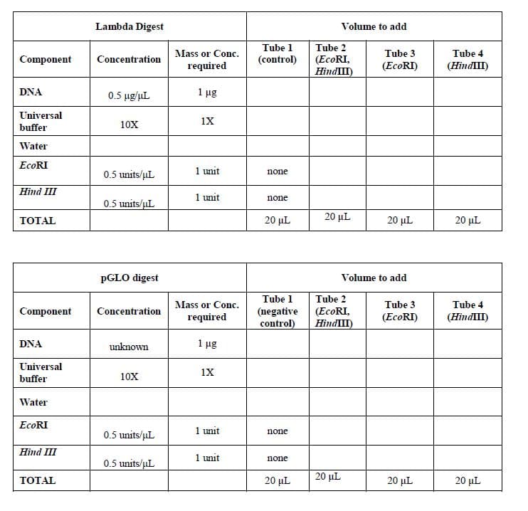 Lambda Digest
Volume to add
Tube 1
Tube 2
Mass or Conc.
Tube 3
Tube 4
(ECORI,
HindIII)
Component
Concentration
(control)
required
(EcoRI)
(HindIII)
DNA
0.5 ug/uL
1 µg
Universal
buffer
10X
Water
EcoRI
0.5 units/uL
1 unit
none
Hind III
1 unit
none
0.5 units/uL
ТОTAL
20 µL
20 µL
20 µL
20 µL
PGLO digest
Volume to add
Tube 1
Tube 2
Mass or Conc.
Tube 3
Tube 4
(negative (EcoRI,
control)
НindШ)
Component
Concentration
required
(EcoRI)
(HindШ)
DNA
unknown
1 ug
Universal
1X
buffer
10X
Water
1 unit
none
0.5 units/uL
Hind III
1 unit
none
0.5 units/uL
ТОTAL
20 µL
20 µL
20 µL
20 µL
