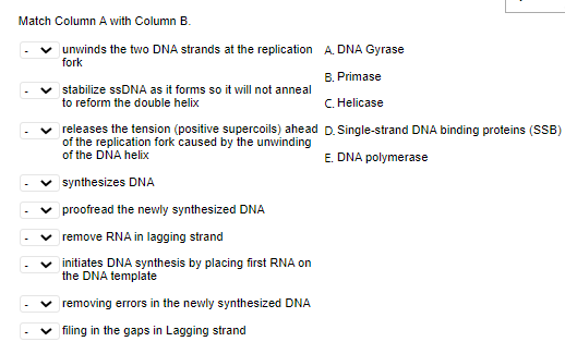 Match Column A with Column B.
unwinds the two DNA strands at the replication A. DNA Gyrase
fork
B. Primase
stabilize ssDNA as it forms so it will not anneal
C. Helicase
to reform the double helix
releases the tension (positive supercoils) ahead D. Single-strand DNA binding proteins (SSB)
of the replication fork caused by the unwinding
of the DNA helix
E. DNA polymerase
synthesizes DNA
v proofread the newly synthesized DNA
v remove RNA in lagging strand
initiates DNA synthesis by placing first RNA on
the DNA template
v removing errors in the newly synthesized DNA
filing in the gaps in Lagging strand
>
>
