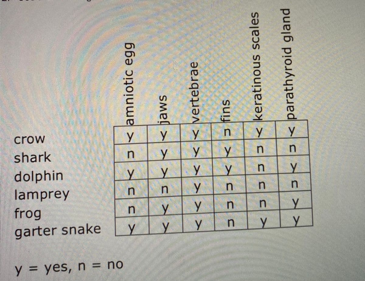 crow
shark
y
dolphin
lamprey
frog
garter snake
y
y
y
y3D yes, n = no
< EEK <amniotic egg
JKK< jaws
< vertebrae
< < 3 fins
<UyU < keratinous scales
<<UU< parathyroid gland
