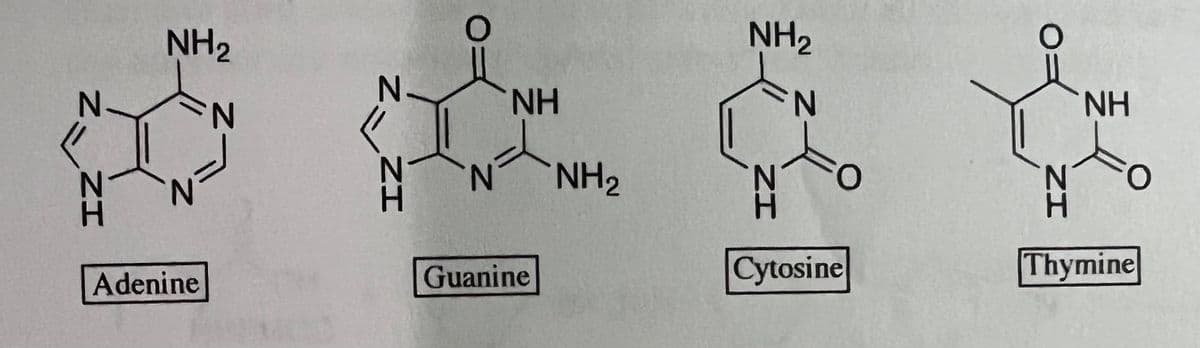 NH2
NH2
N.
NH
N.
NH
N.
H.
N.
NH2
N.
N.
Guanine
Cytosine
Thymine
Adenine
