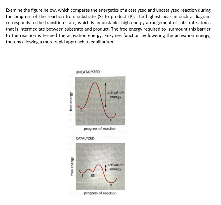 Examine the figure below, which compares the energetics of a catalyzed and uncatalyzed reaction during
the progress of the reaction from substrate (S) to product (P). The highest peak in such a diagram
corresponds to the transition state, which is an unstable, high-energy arrangement of substrate atoms
that is intermediate between substrate and product. The free energy required to surmount this barrier
to the reaction is termed the activation energy. Enzymes function by lowering the activation energy,
thereby allowing a more rapid approach to equilibrium.
UNCATALYZED
activation
energy
progress of reaction
CATALYZED
activation
energy
S ES
|
progress of reaction
free energy
free energy
