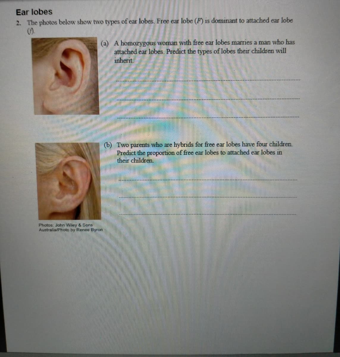 Ear lobes
2. The photos below show two types of ear lobes. Free ear lobe (F) is dominant to attached ear lobe
a A homozygous woman with free ear lobes marries a man who has
attached ear lobes.. Predict the types of lobes their children will
inherit.
(b) Two parents who are hybrids for free ear lobes have four children.
Predict the proportion of free ear lobes to attached ear lobes in
their children.
Photos: John Wiley & Sons
Australia/Photo by Renee Byron
