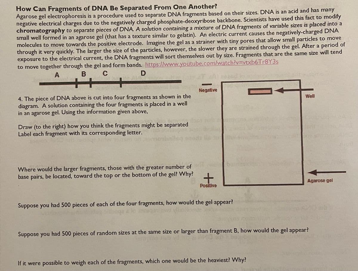 How Can Fragments of DNA Be Separated From One Another?
Agarose gel electrophoresis is a procedure used to separate DNA fragments based on their sizes. DNA is an acid and has many
negative electrical charges due to the negatively charged phosphate-deoxyribose backbone. Scientists have used this fact to modify
chromatography to separate pieces of DNA. A solution containing a mixture of DNA fragments of variable sizes is placed into a
small well formed in an agarose gel (that has a texture similar to gelatin). An electric current causes the negatively-charged DNA
molecules to move towards the positive electrode. Imagine the gel as a strainer with tiny pores that allow small particles to move
through it very quickly. The larger the size of the particles, however, the slower they are strained through the gel. After a period of
exposure to the electrical current, the DNA fragments will sort themselves out by size. Fragments that are the same size will tend
to move together through the gel and form bands. https://www.youtube.com/watch?v=vtxb6Tr8Y3s
B
Negative
4. The piece of DNA above is cut into four fragments as shown in the
diagram. A solution containing the four fragments is placed in a well
in an agarose gel. Using the information given above,
Well
Draw (to the right) how you think the fragments might be separated
Label each fragment with its corresponding letter.
leg
Where would the larger fragments, those with the greater number of
base pairs, be located, toward the top or the bottom of the gel? Why?
Agarose gel
Positive
Suppose you had 500 pieces of each of the four fragments, how would the gel appear?
Suppose you had 500 pieces of random sizes at the same size or larger than fragment B, how would the gel appear?
If it were possible to weigh each of the fragments, which one would be the heaviest? Why?
