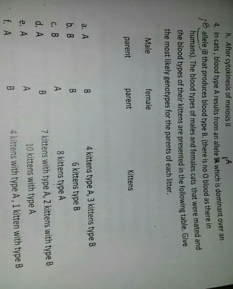 h. After cytokinesis of meiosis II
4. In cats, blood type A results from an allele A which is dominant over an
;Ballele iB that produces blood type B. (there is no O blood as there in
humans). The blood types of males and females cats that were mated and
the blood types of their kittens are presented in the following table. Give
the most likely genotypes for the parents of each litter.
Male
parent
a. A
b. B
c. B
d. A
e. A
f. A
female
parent
B
B
A
B
A
B
Kittens
4 kittens type A, 3 kittens type B
6 kittens type B
8 kittens type A
7 kittens with type A, 2 kittens with type B
10 kittens with type A
4 kittens with type A, 1 kitten with type B
